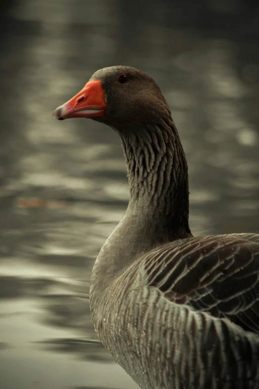 a dark colored duck swimming in a lake