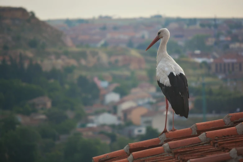 a white stork standing on a roof