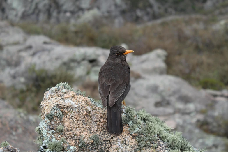 a small black bird standing on a rock