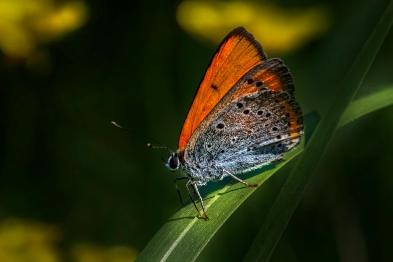 a erfly that is sitting on a leaf