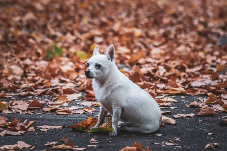 a small white dog sitting in the leaves