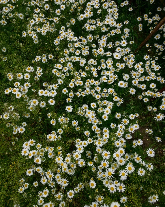 a large field of daisies growing next to a tree