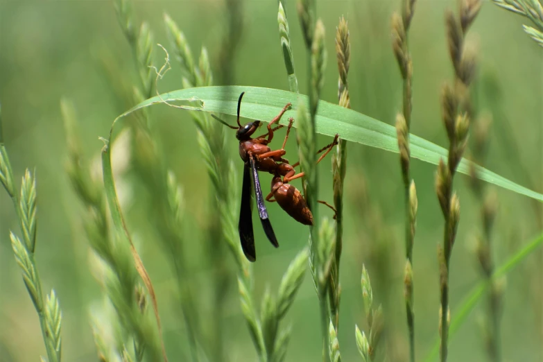 two insects standing on some grass together