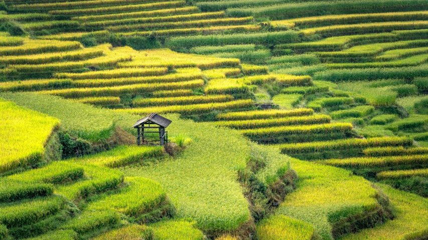 a large open field with a wooden hut in the center