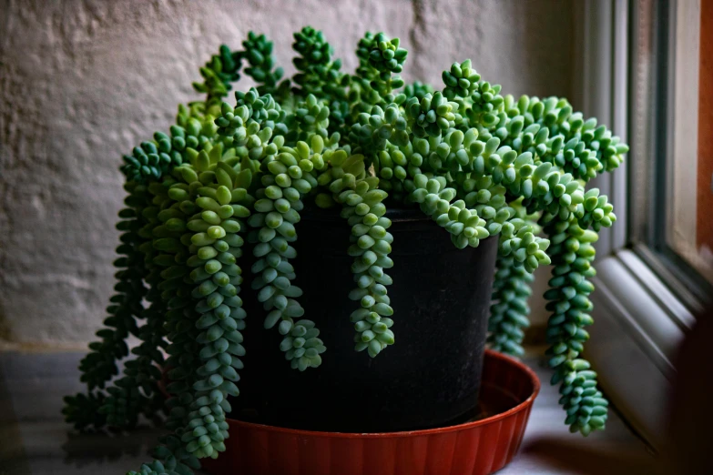 there is a small potted plant on the table