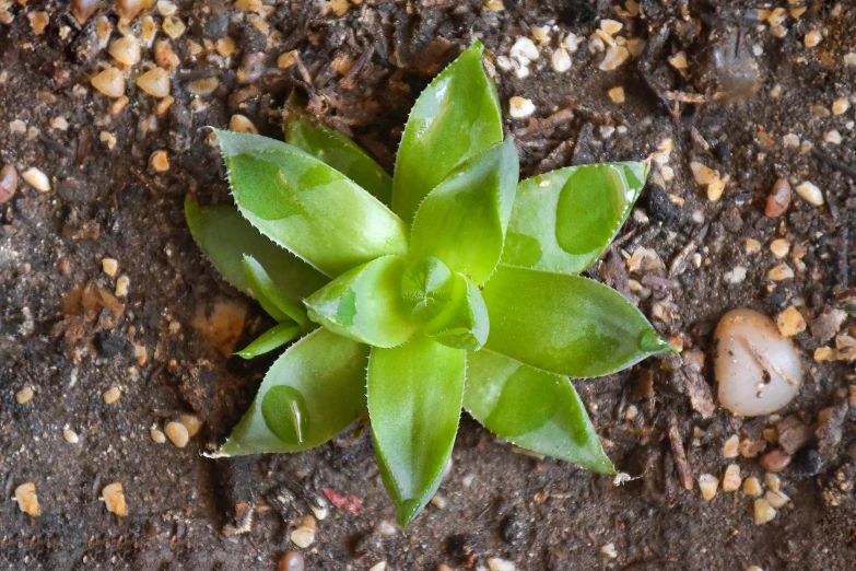 a plant that is growing in the dirt