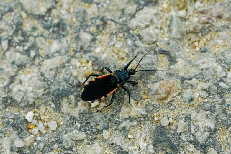 a bug sitting on a rock next to some grass