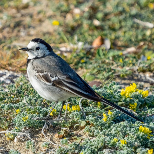 a bird stands in the grass near some flowers