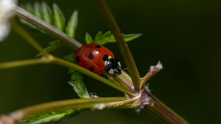 a ladybug rests on top of the flower bud of a twig