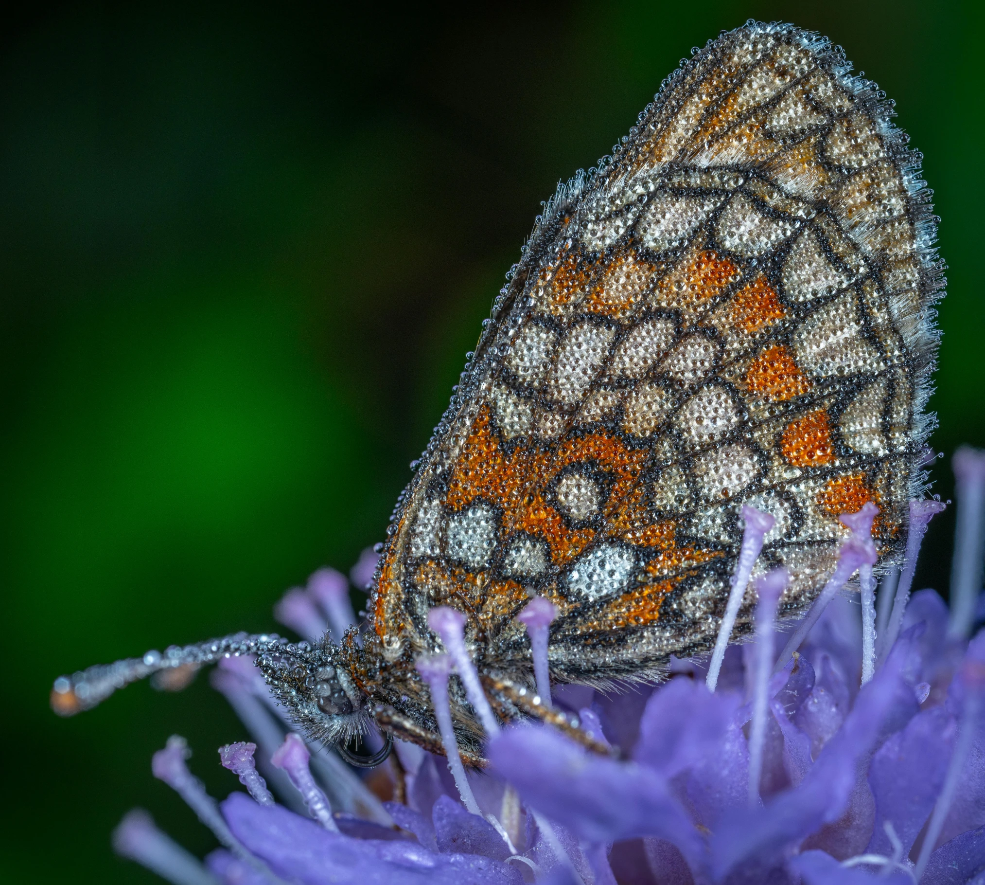 close up s of a erfly on a purple flower