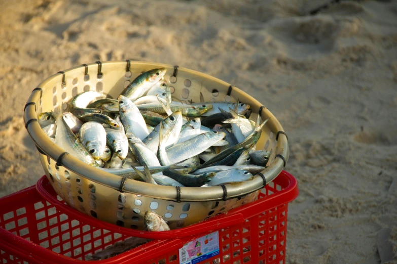 many small fishes in a basket on the beach