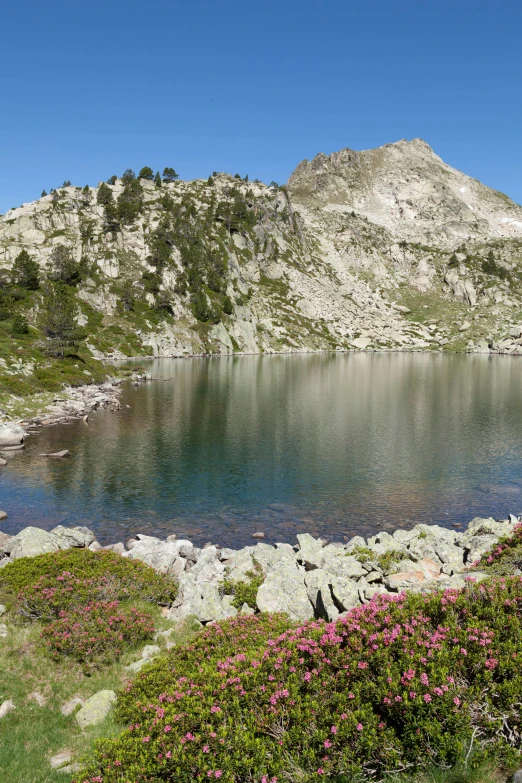 a small mountain with some water and lots of flowers