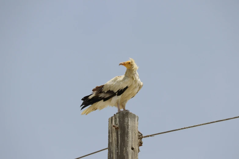 a white and black bird on a telephone pole