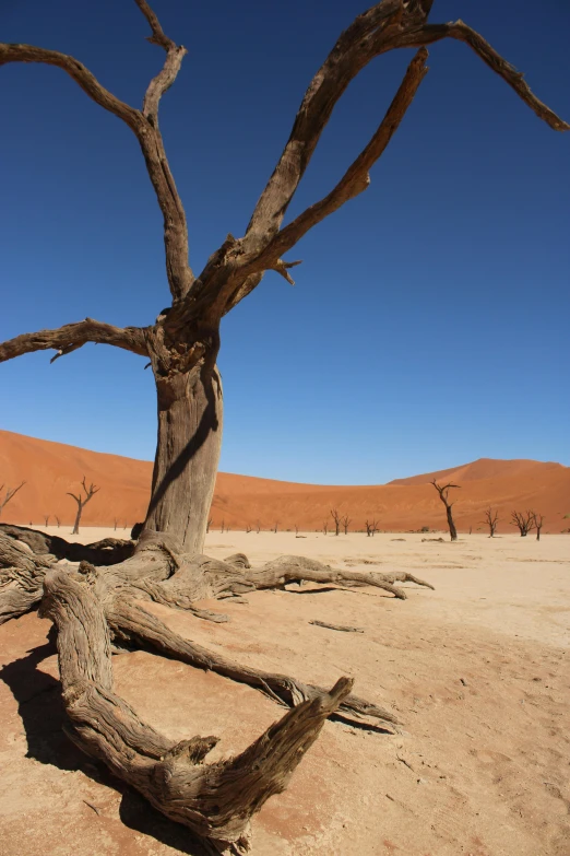 a tree sitting in the middle of a desert