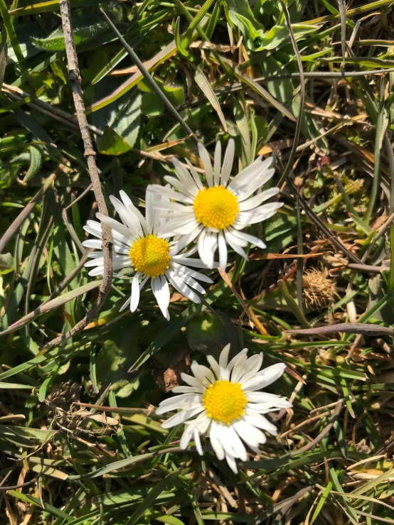 three daisy flowers sit in the grass together