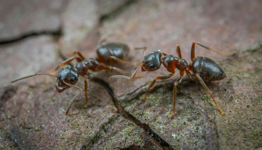 an image of three ants crawling on the ground