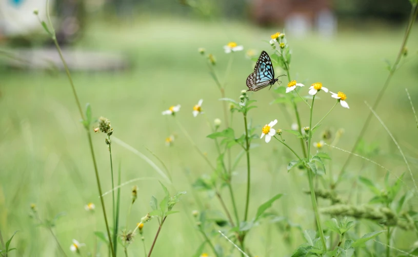 a blue erfly sitting on the tip of a flower