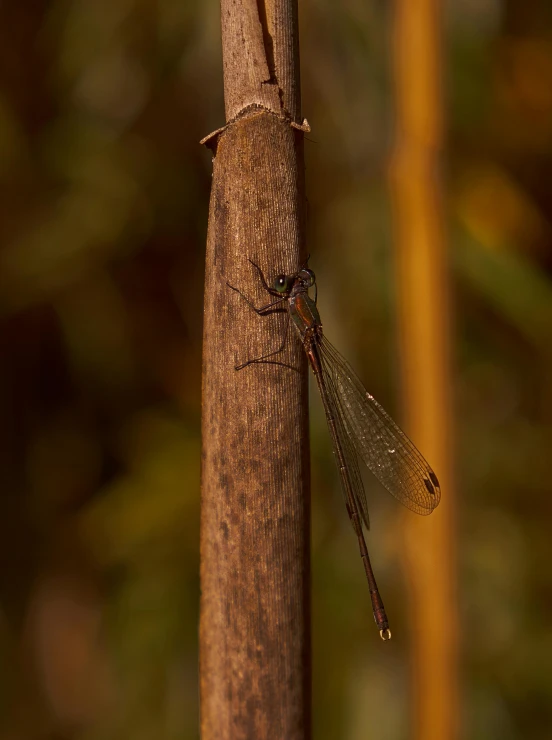 a close up of a large insect on a wooden post