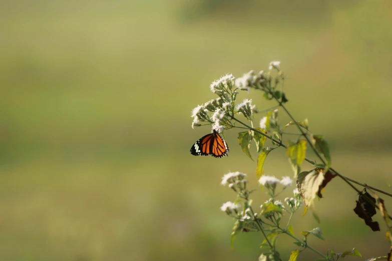 there is a small orange erfly that is on top of a white flower