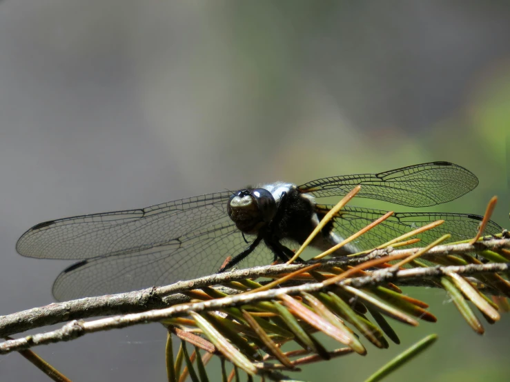 a large insect sitting on top of a leaf