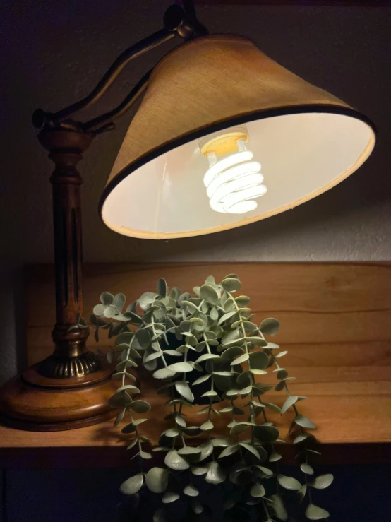 a green plant with dark brown leaves on a wooden desk next to a light fixture