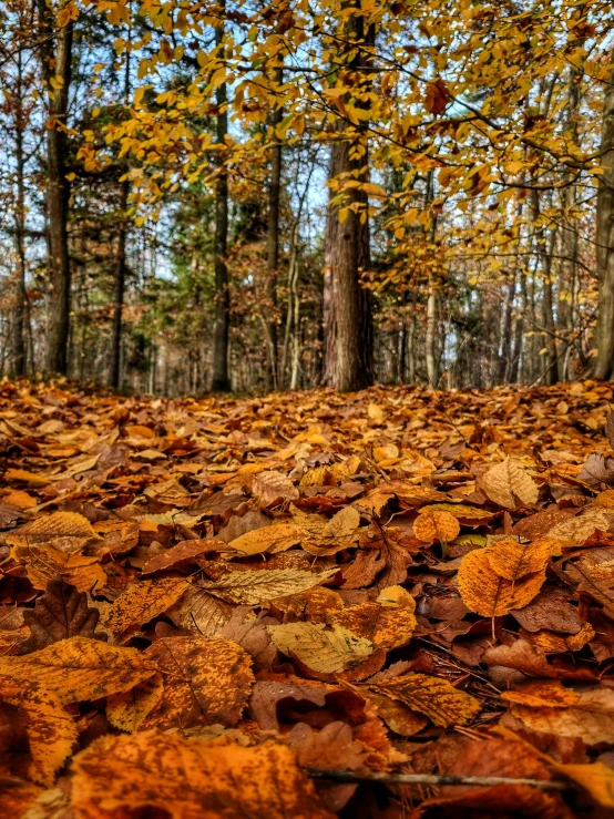 an area with trees, leaves, and brown leafs