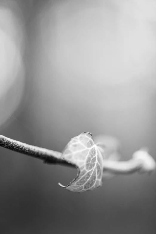 a piece of smoke with white feathers on it