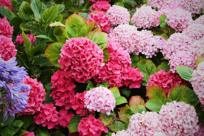 large purple and red flowers and leaves surrounded by greenery