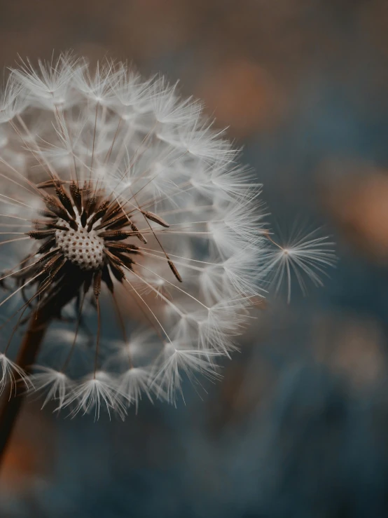 a dandelion on an overcast day with the seeds blowing