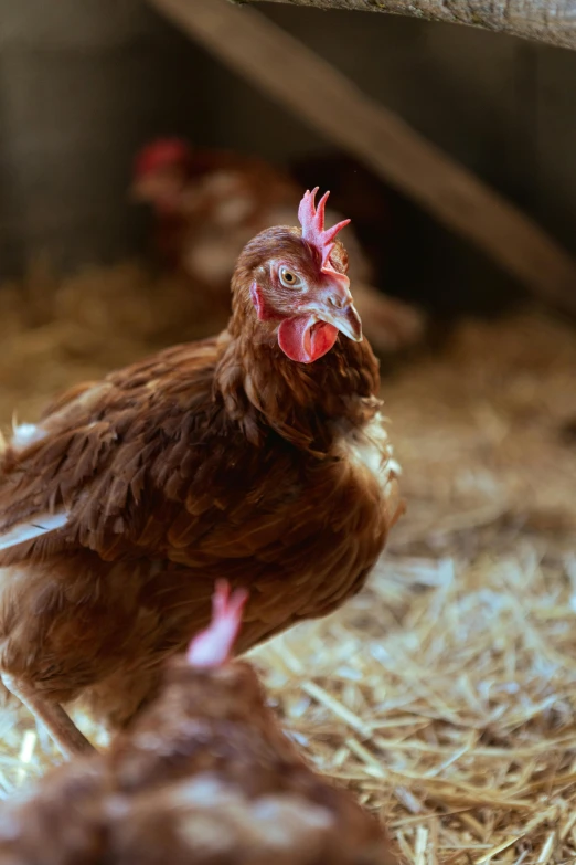 some chickens that are standing in hay