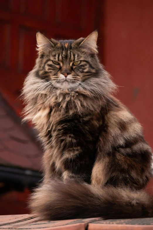 a fluffy gray cat sitting on top of a wooden table