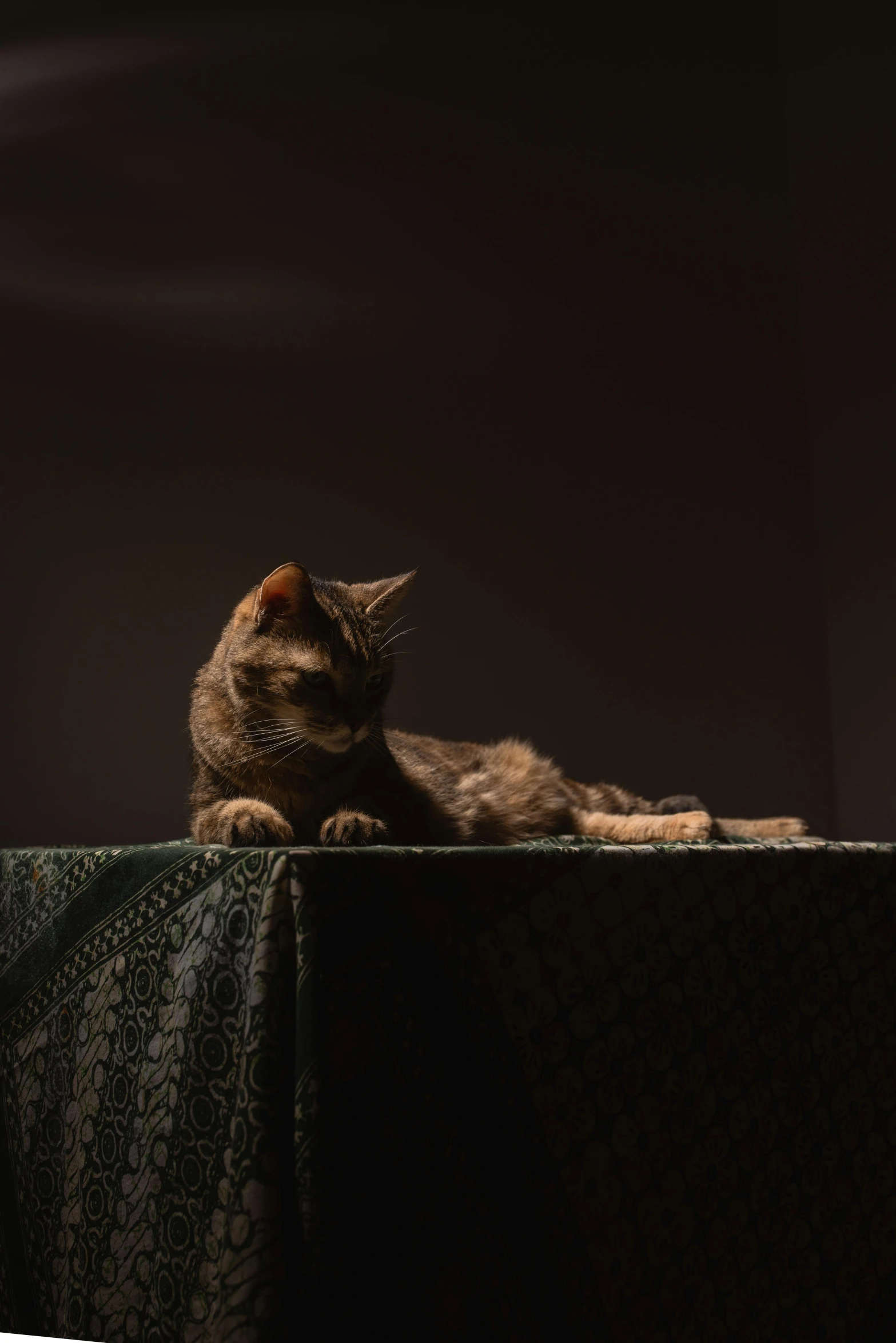 a cat is sitting on a table looking straight ahead