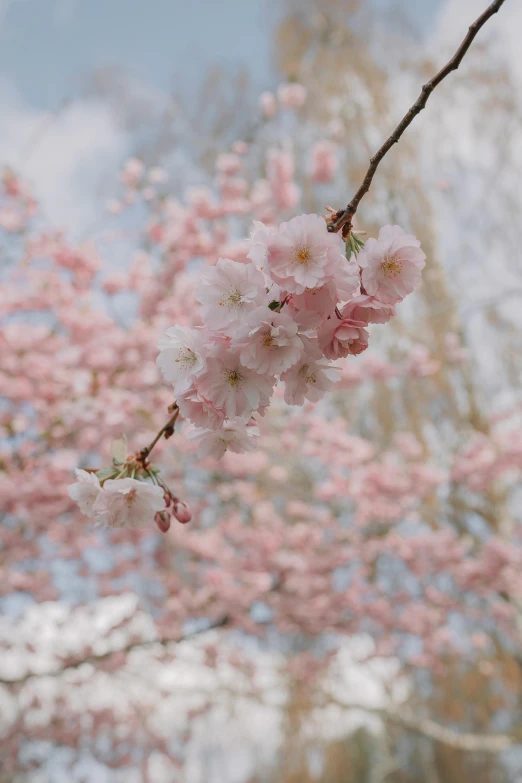 pink flowers blooming on the nches of a tree