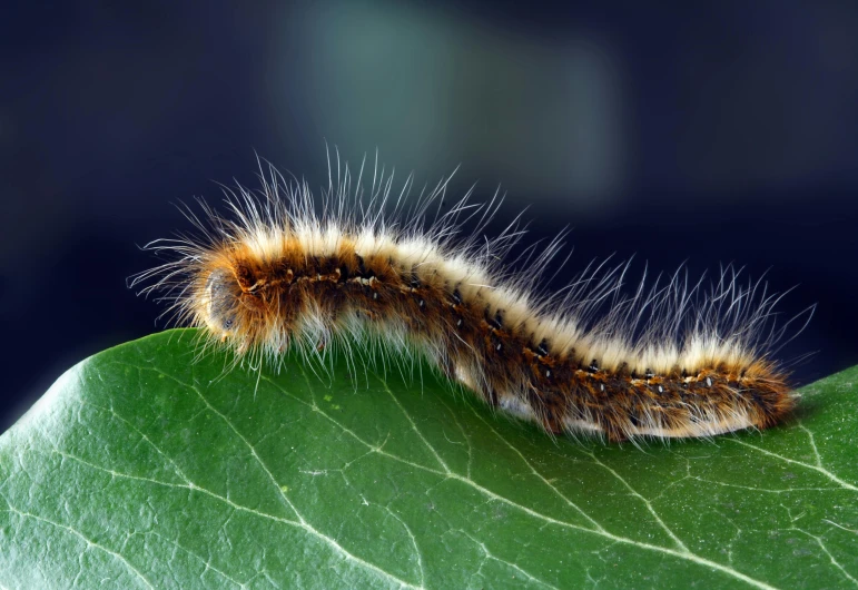 an animal that is laying down on a green leaf