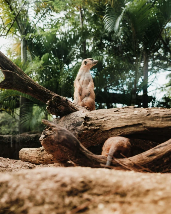 a small meerkat sits on a large tree trunk