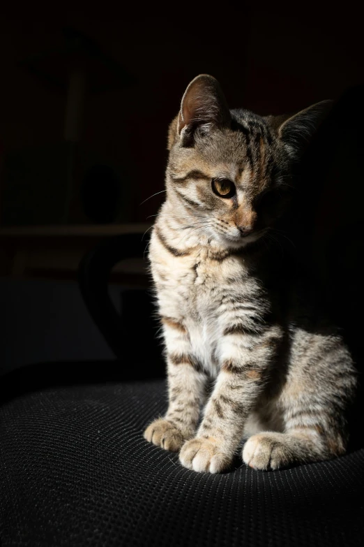 the small kitten is sitting down on the computer chair