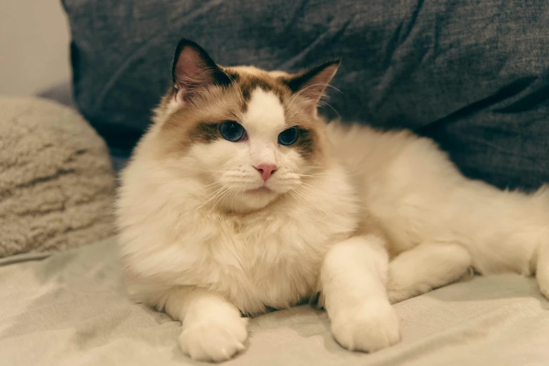 a cat laying on the bed looking into the camera