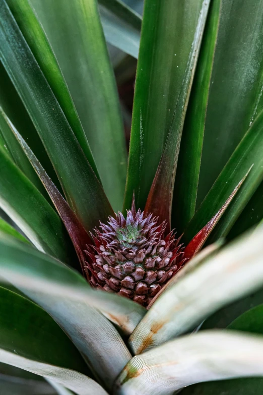 a pineapple tree with a green leafy top