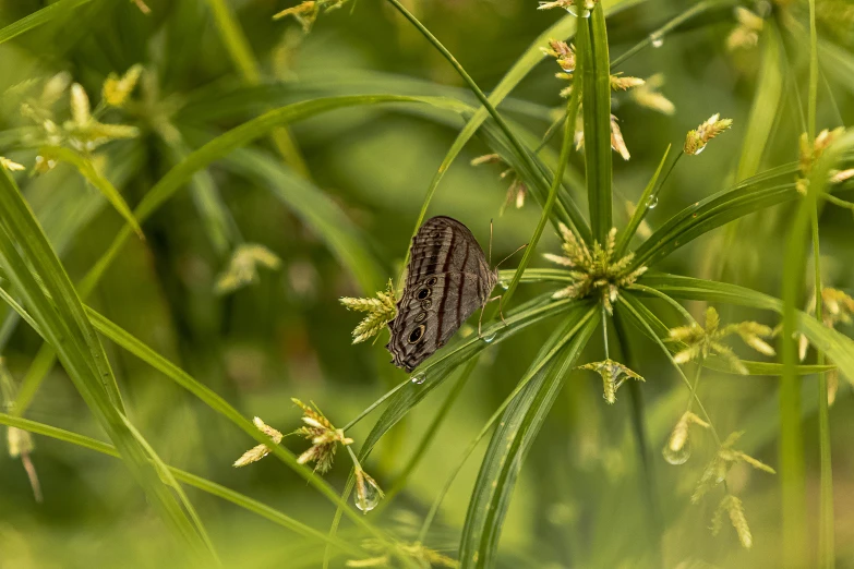 a brown and white erfly on a long stem of a plant