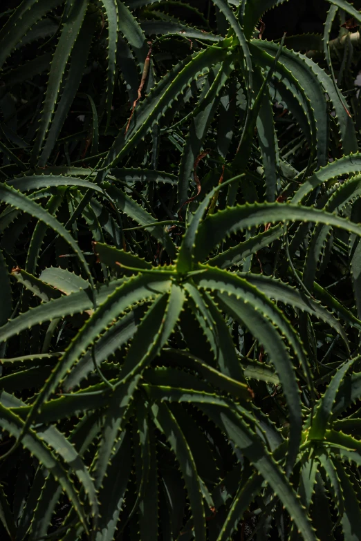 the close up view of a large green plant