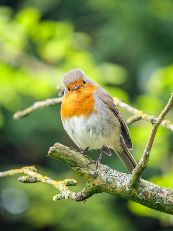 a small bird sitting on a tree nch