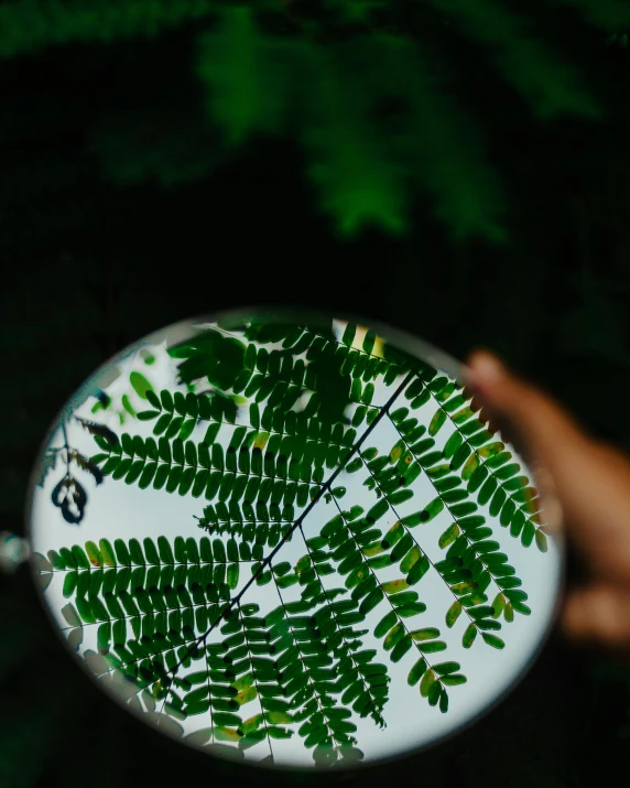 a green leaf is pressed on to a round mirror