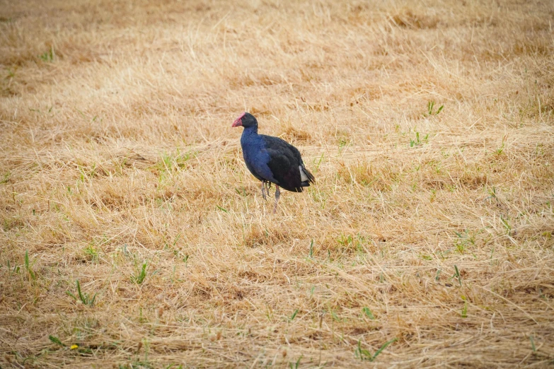 a bird standing in a field of tall grass