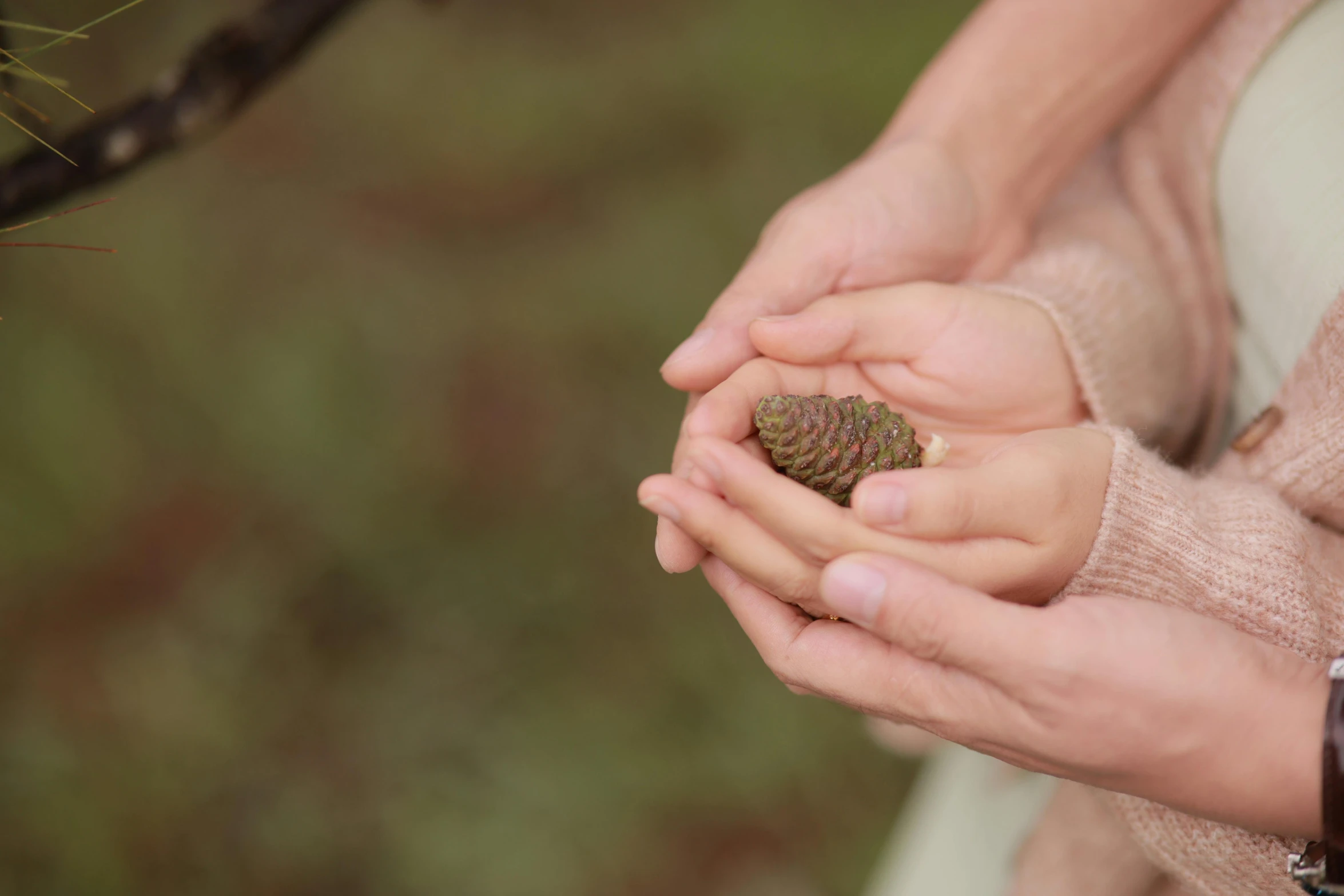 a person holds some green leaf in their hands