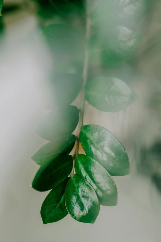 a plant with many green leaves is in focus