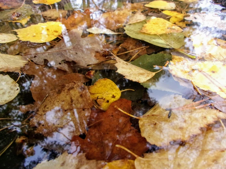 an image of autumn leaves on the ground