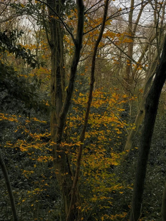 a bench in the woods during fall season