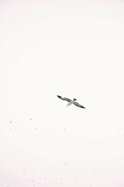 a seagull flying in the sky above other birds