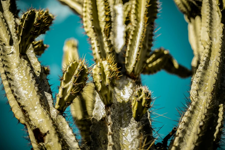 a cluster of large cactus plants next to each other