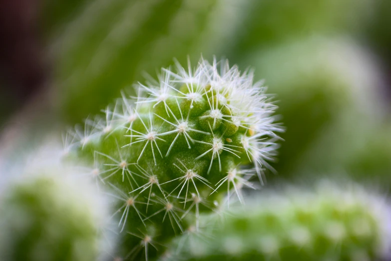 small green cactus is growing outside in the sun